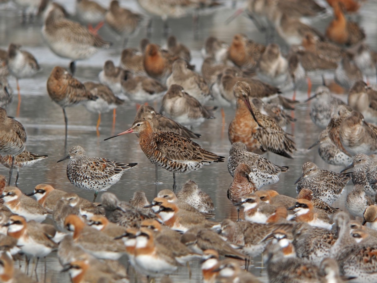 Black-tailed Godwit - ML409556041