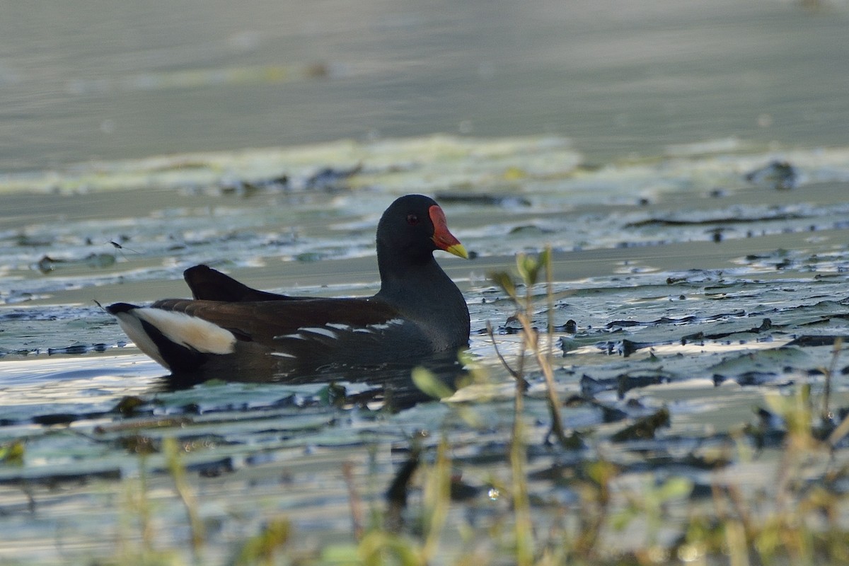 Eurasian Moorhen - Sanjay Malik