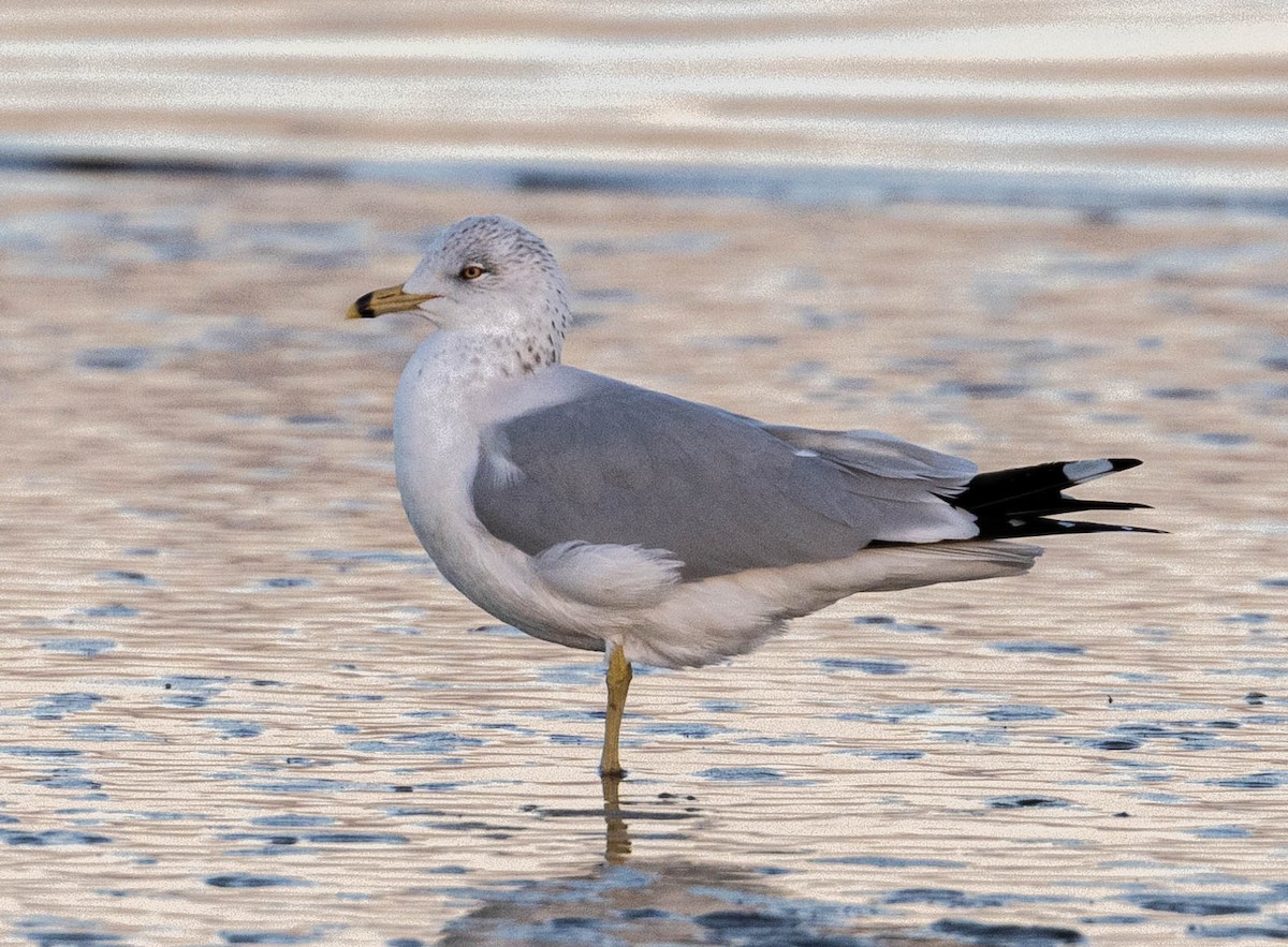 クロワカモメ - ML409560081