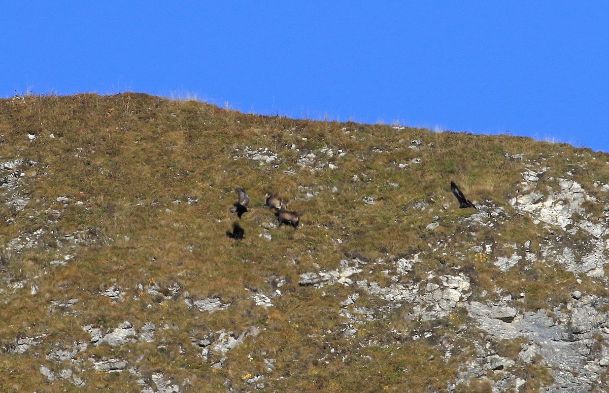 Águila Real - ML40956061