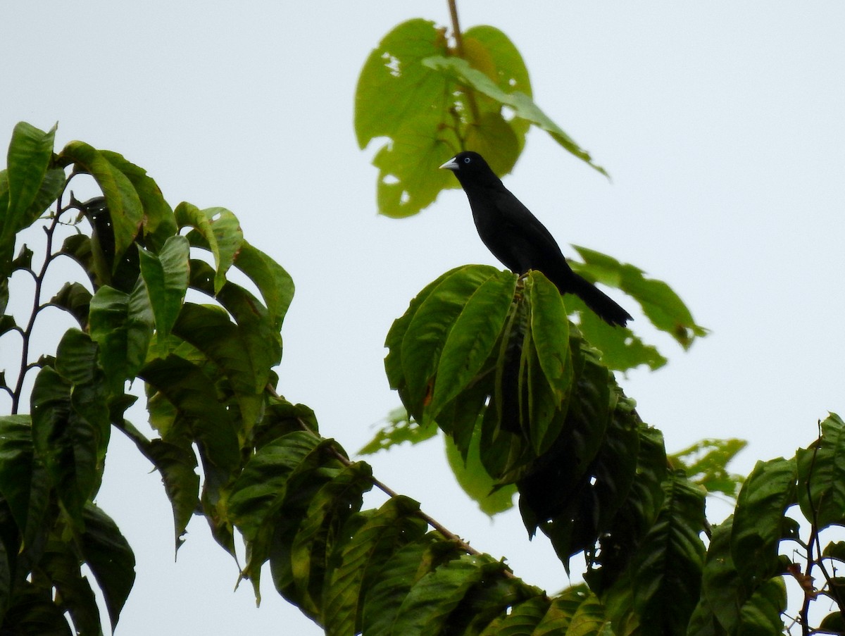 Selva Cacique - Kárlom Herrera-Peralta