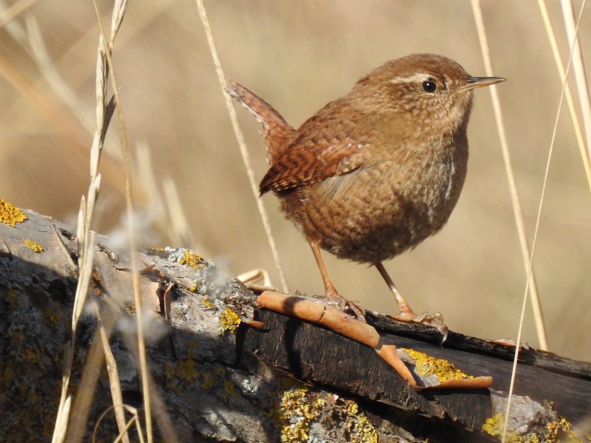 Eurasian Wren - Chemi Ibáñez de la Fuente