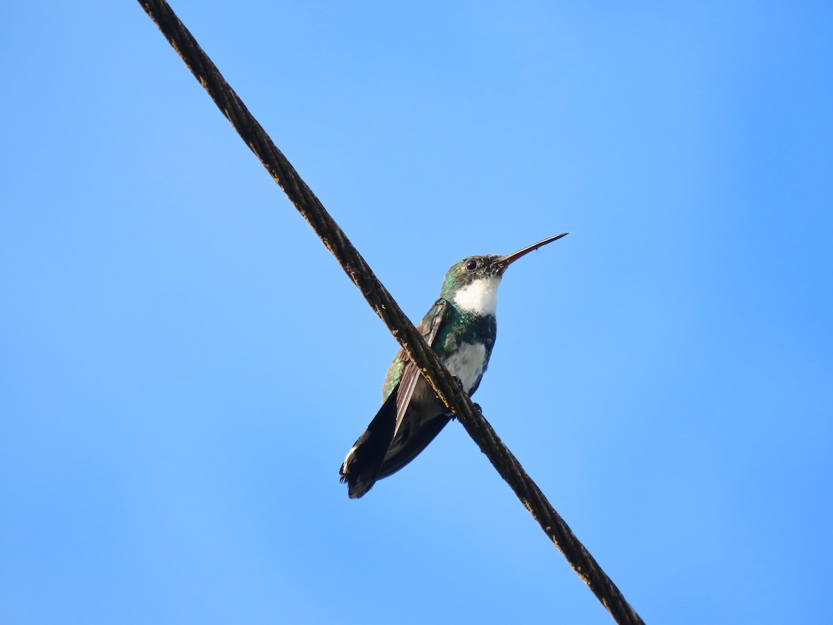 White-throated Hummingbird - ML409561561