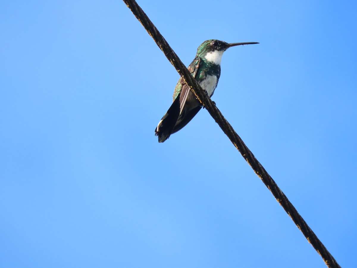 White-throated Hummingbird - ML409561571