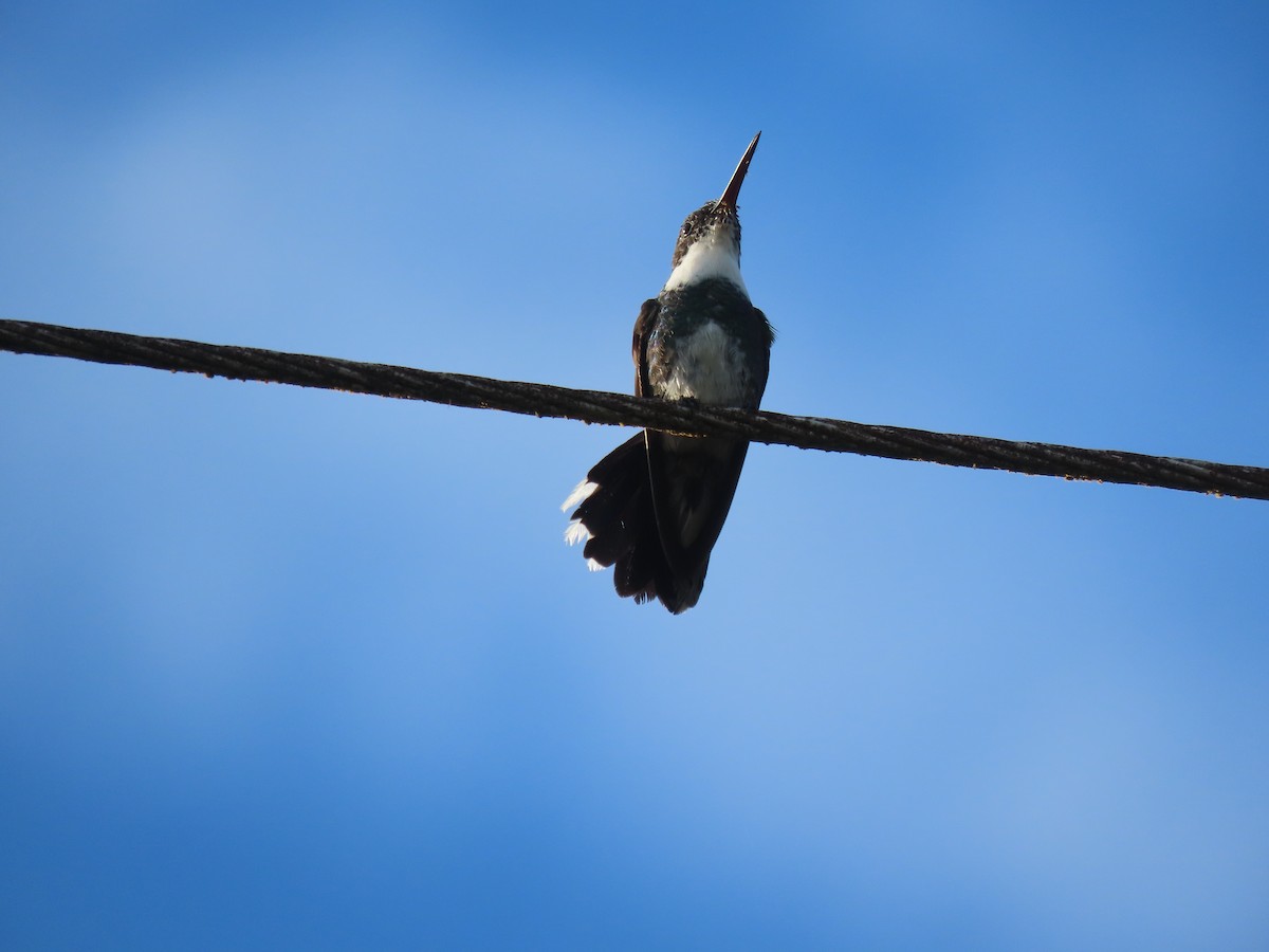 White-throated Hummingbird - ML409561581