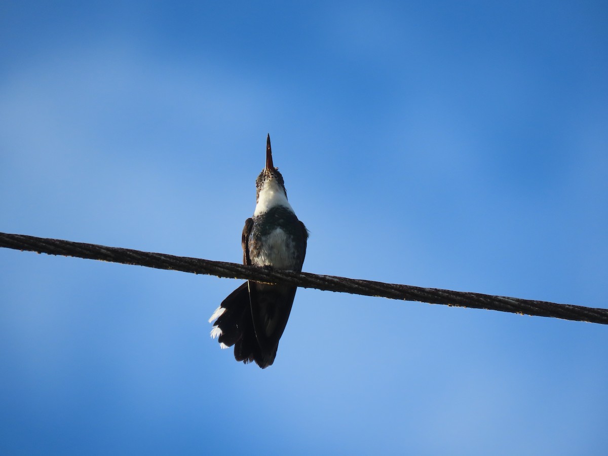 White-throated Hummingbird - ML409561591