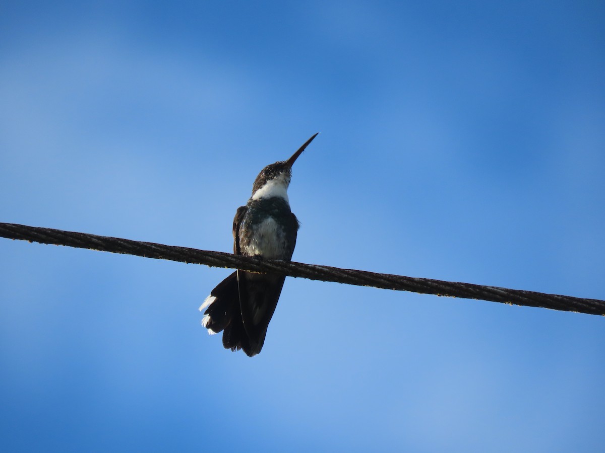 White-throated Hummingbird - ML409561601