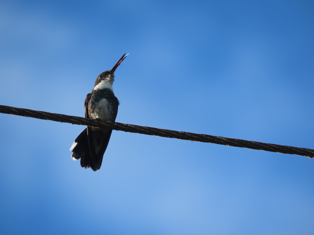 White-throated Hummingbird - ML409561611