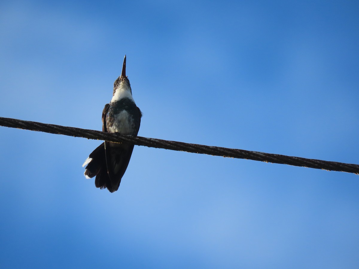 White-throated Hummingbird - ML409561681