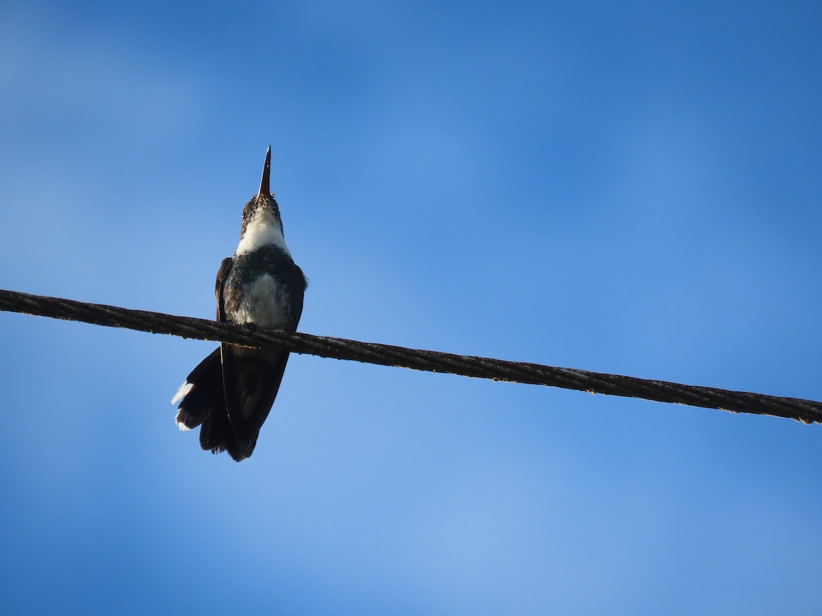 White-throated Hummingbird - ML409561691