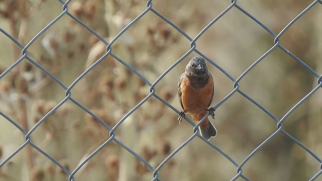 Dark-throated Seedeater - ML409562221