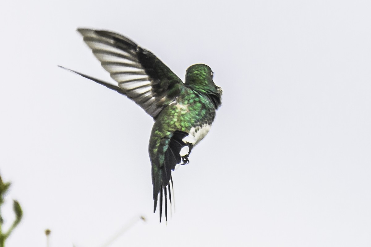 White-throated Hummingbird - ML409562671