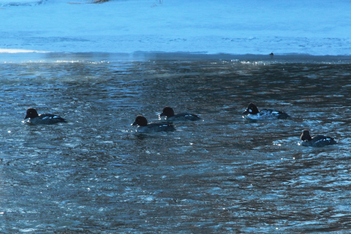 Common Goldeneye - ML409563091