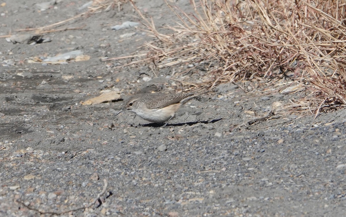 Rock Wren - ML409563531