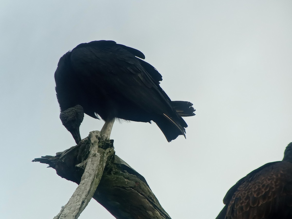 Black Vulture - Liliana Matute Mandujano