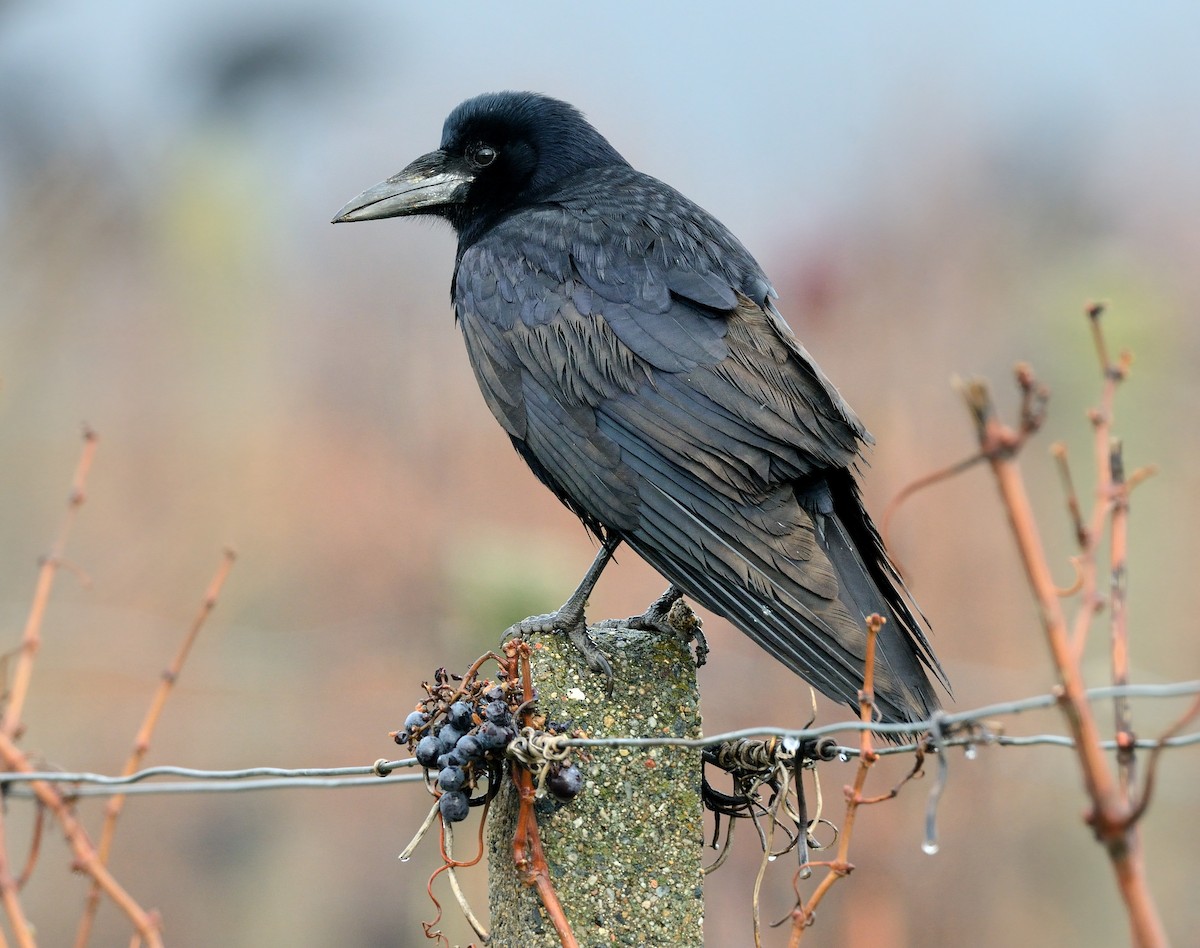 Corbeau freux - ML409565421