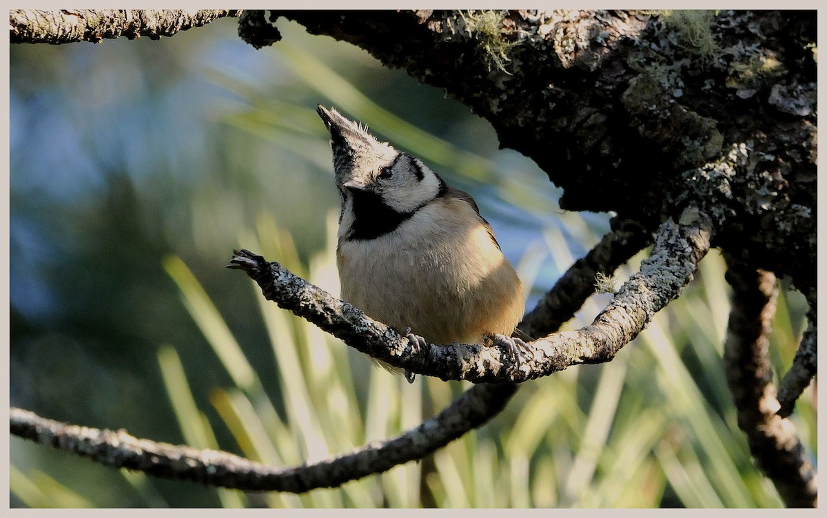 Haubenmeise - ML409567001