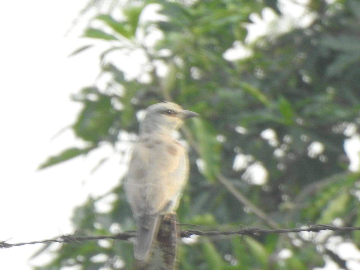 European Roller - Selvaganesh K