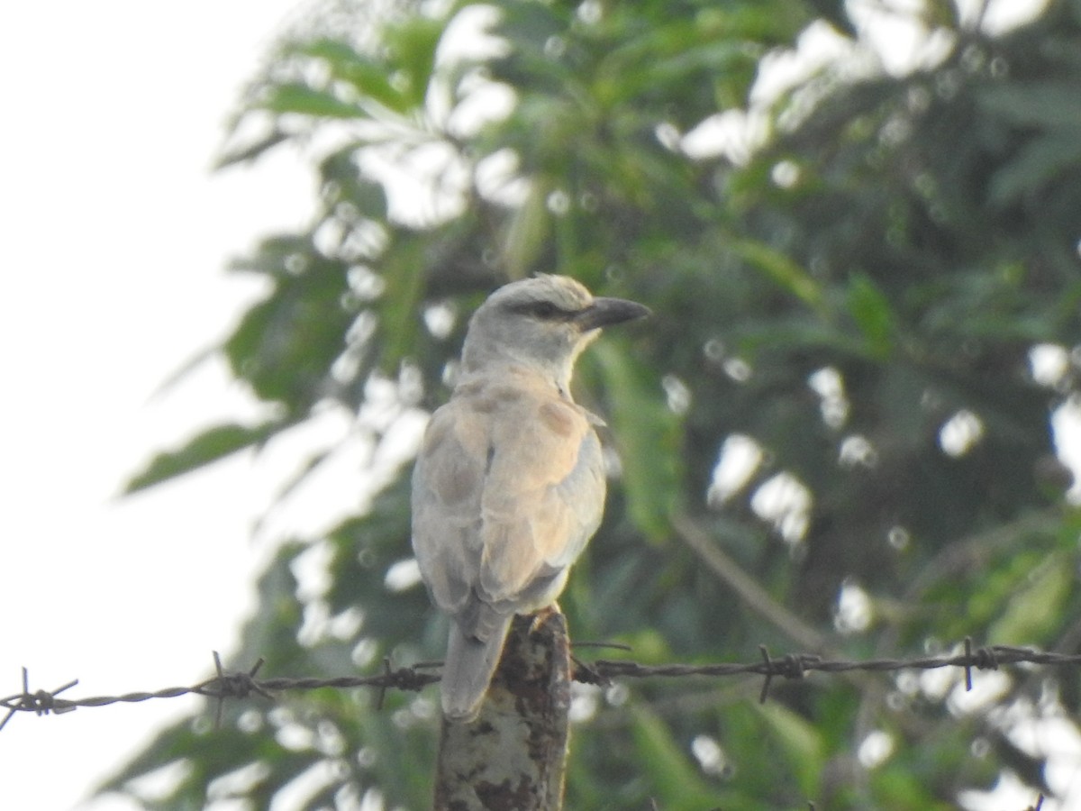 European Roller - Selvaganesh K