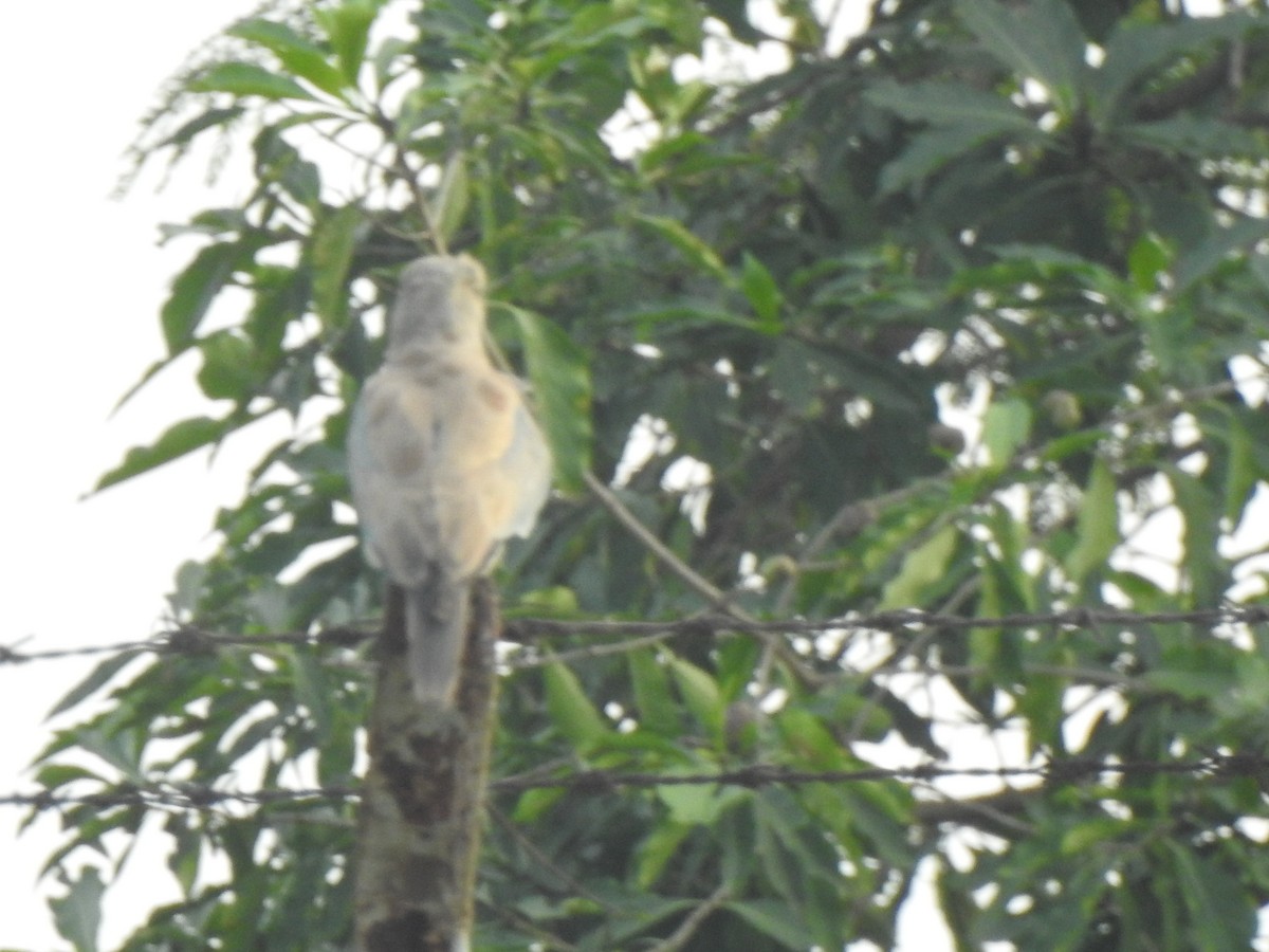 European Roller - Selvaganesh K