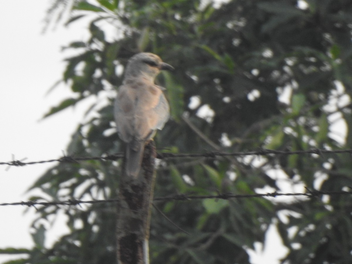 European Roller - Selvaganesh K