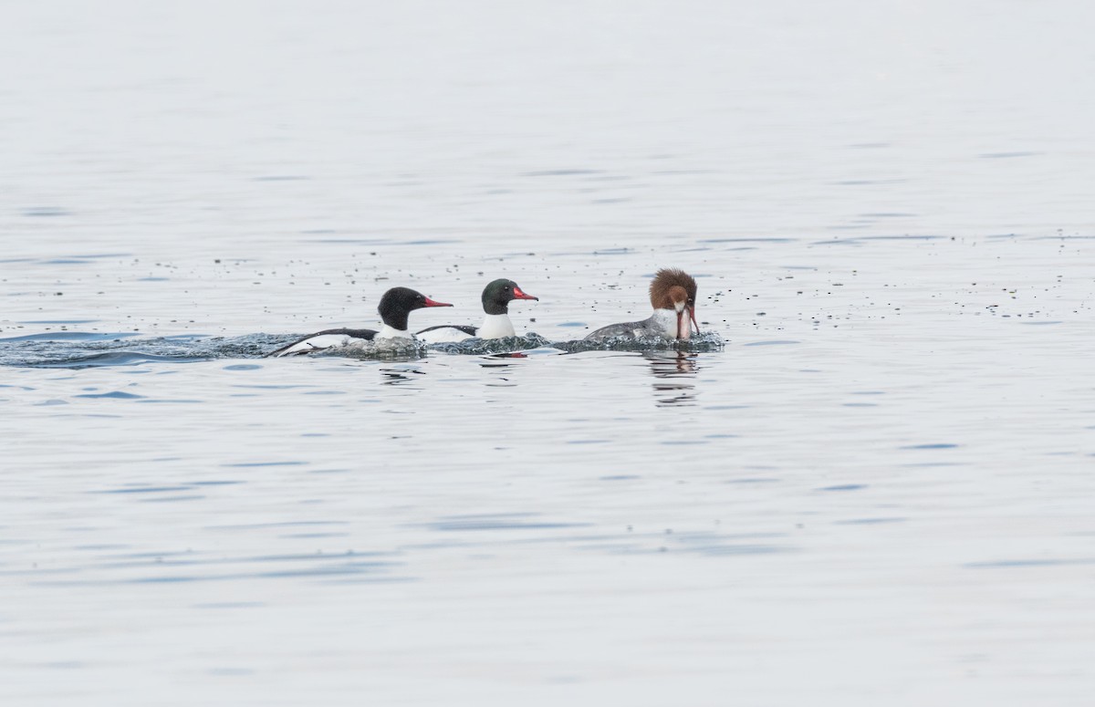 Common Merganser - Anonymous