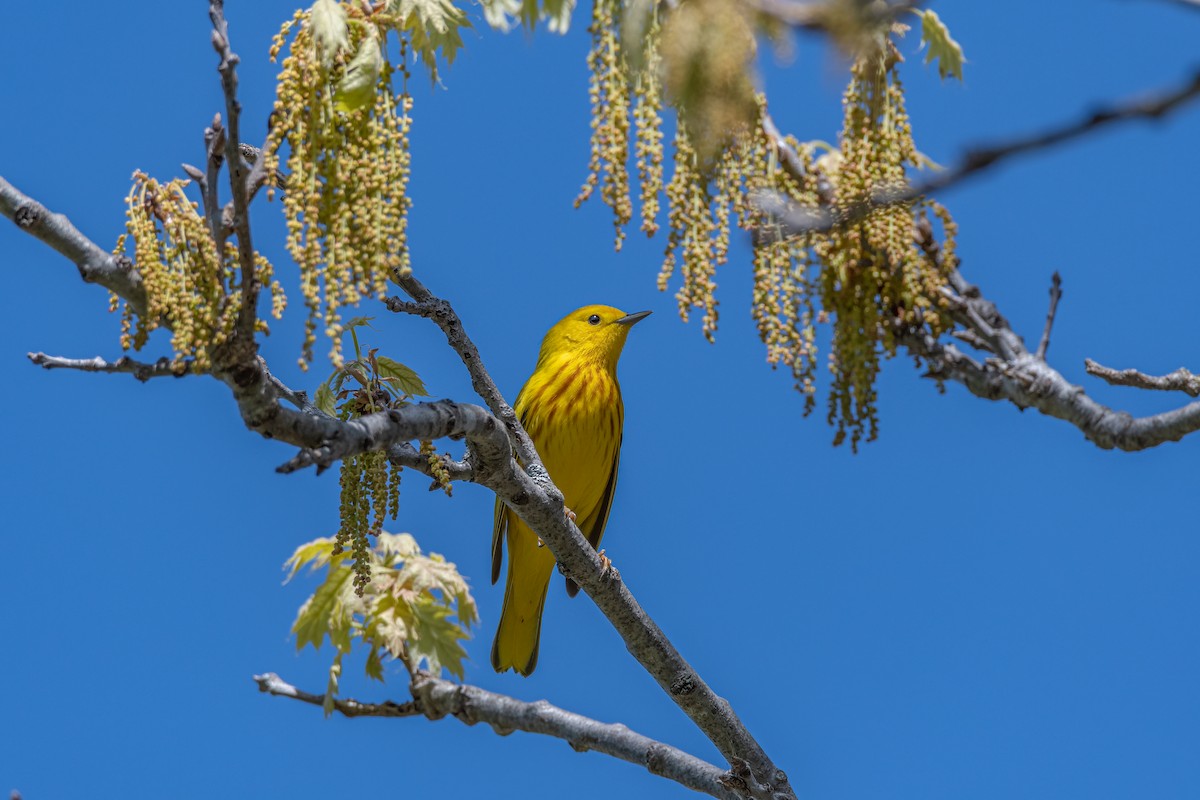 Northern Yellow Warbler - Anonymous