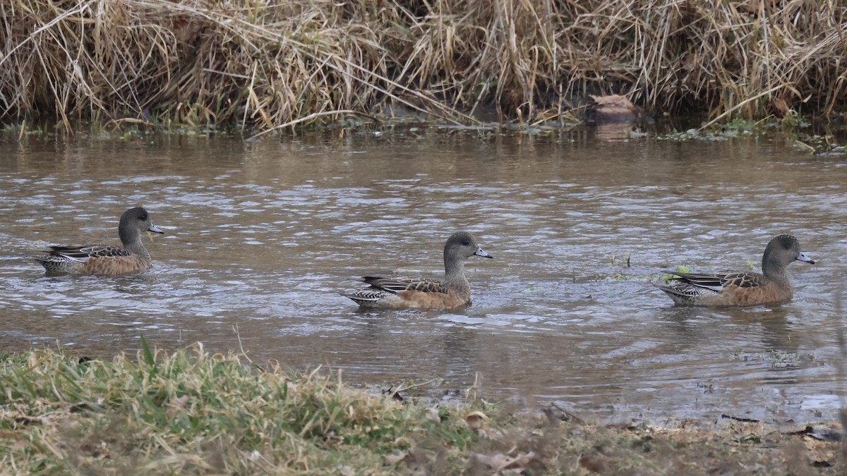 American Wigeon - ML409570821