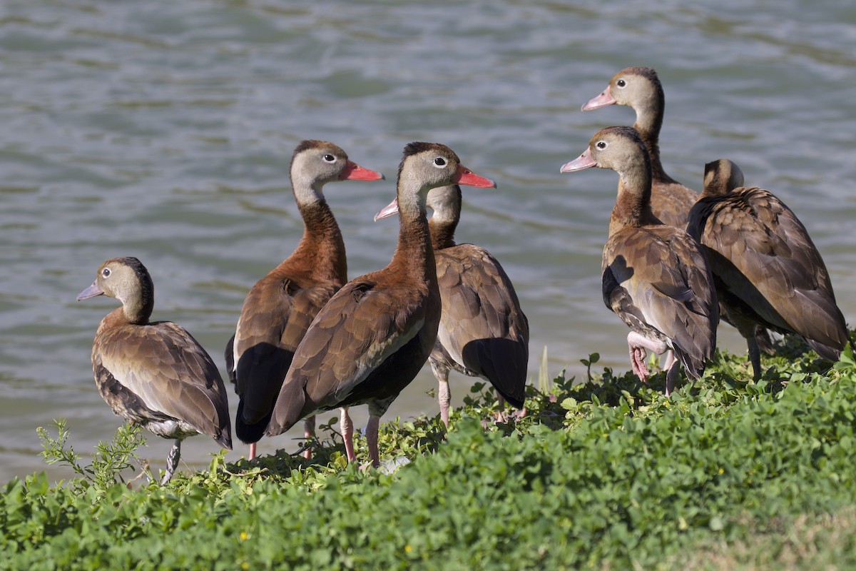 Black-bellied Whistling-Duck - Alison Hiers