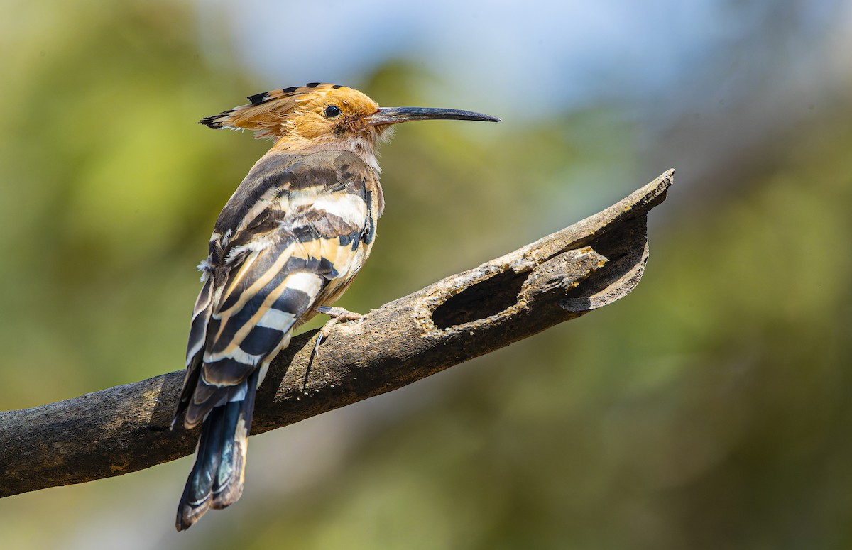 Eurasian Hoopoe - Shashank  Mb