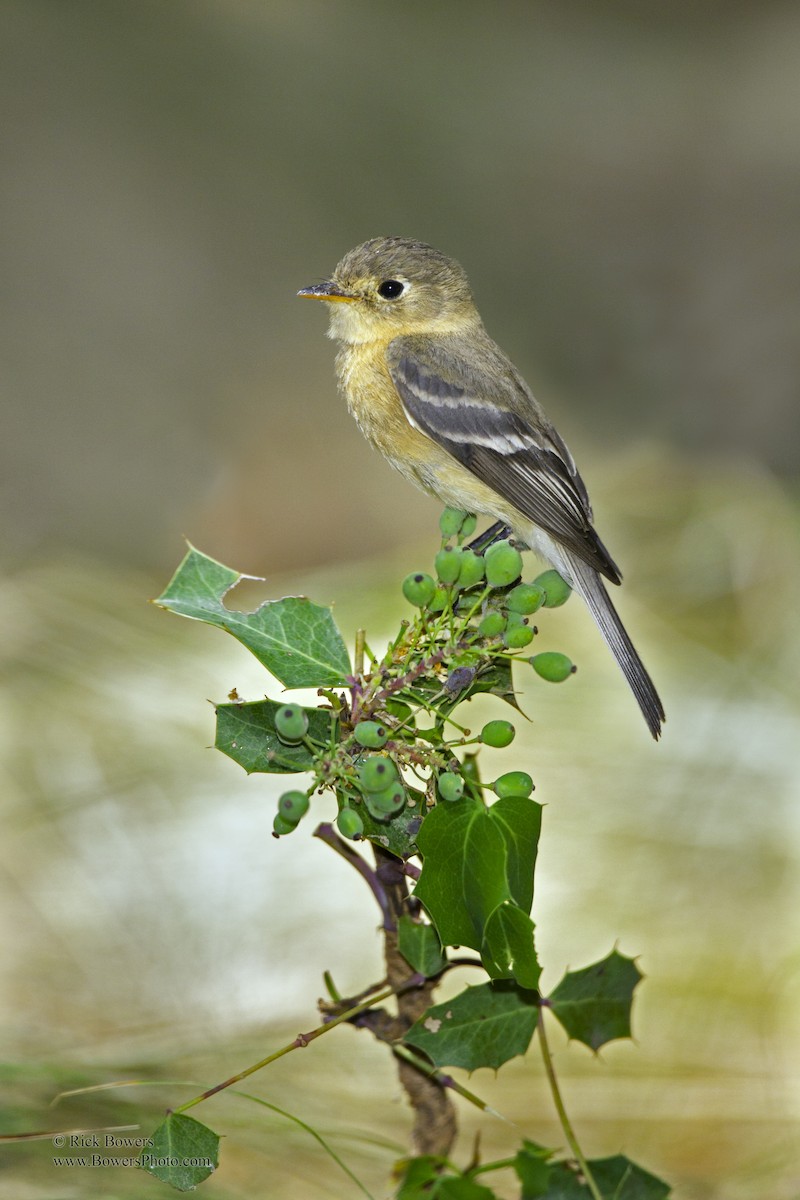 Buff-breasted Flycatcher - ML409571541