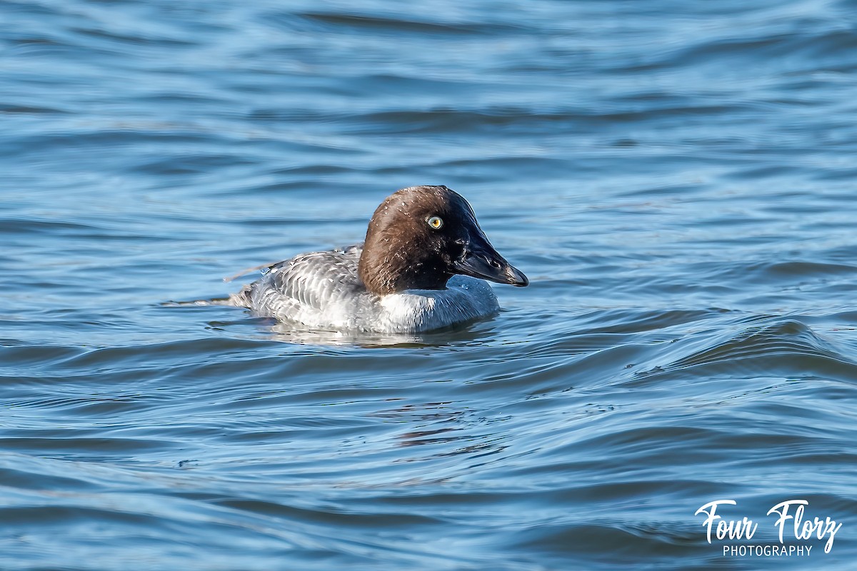 Common Goldeneye - ML409571741