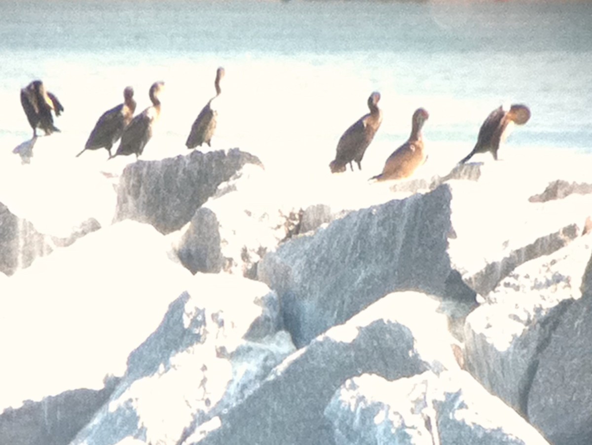 Brown Booby - ML40957191