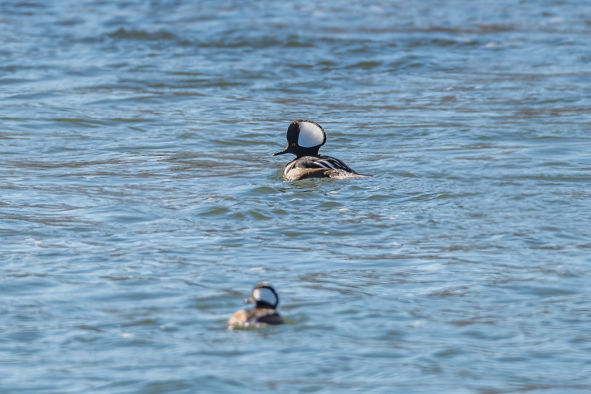 Hooded Merganser - Anonymous