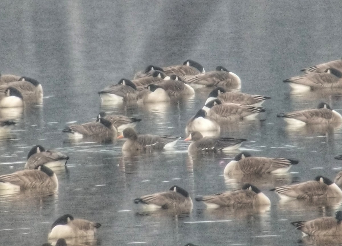 Greater White-fronted Goose - ML409572451