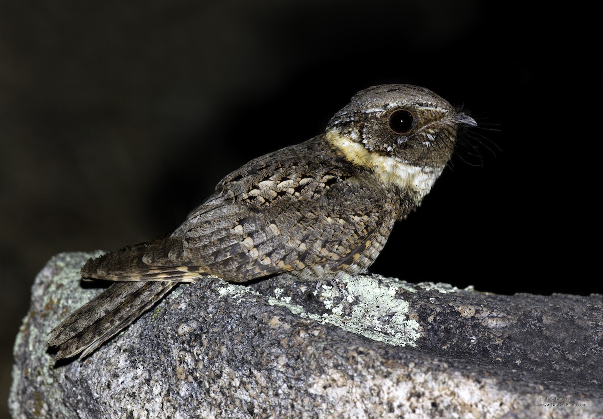 Buff-collared Nightjar - ML409572641