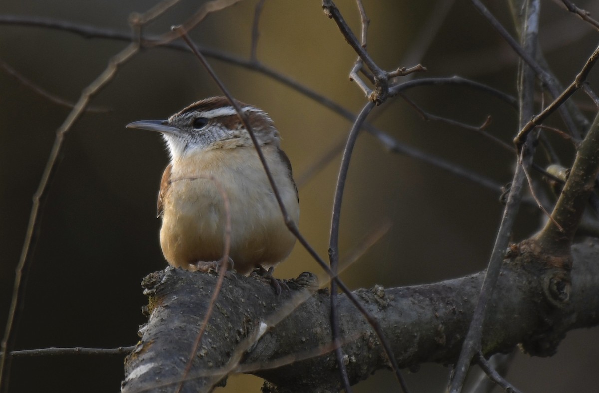 Carolina Wren - ML409572861