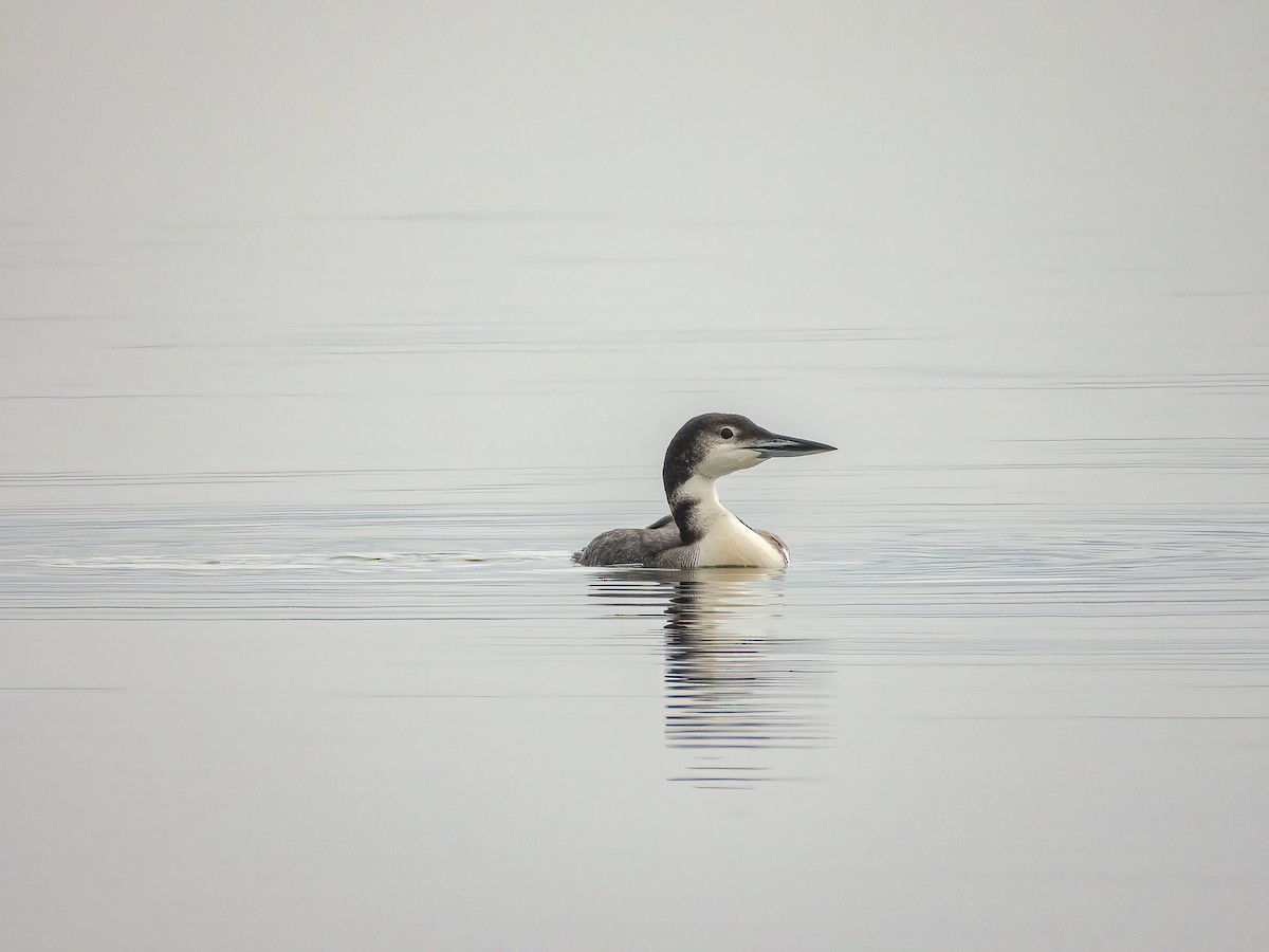 Common Loon - ML409573081