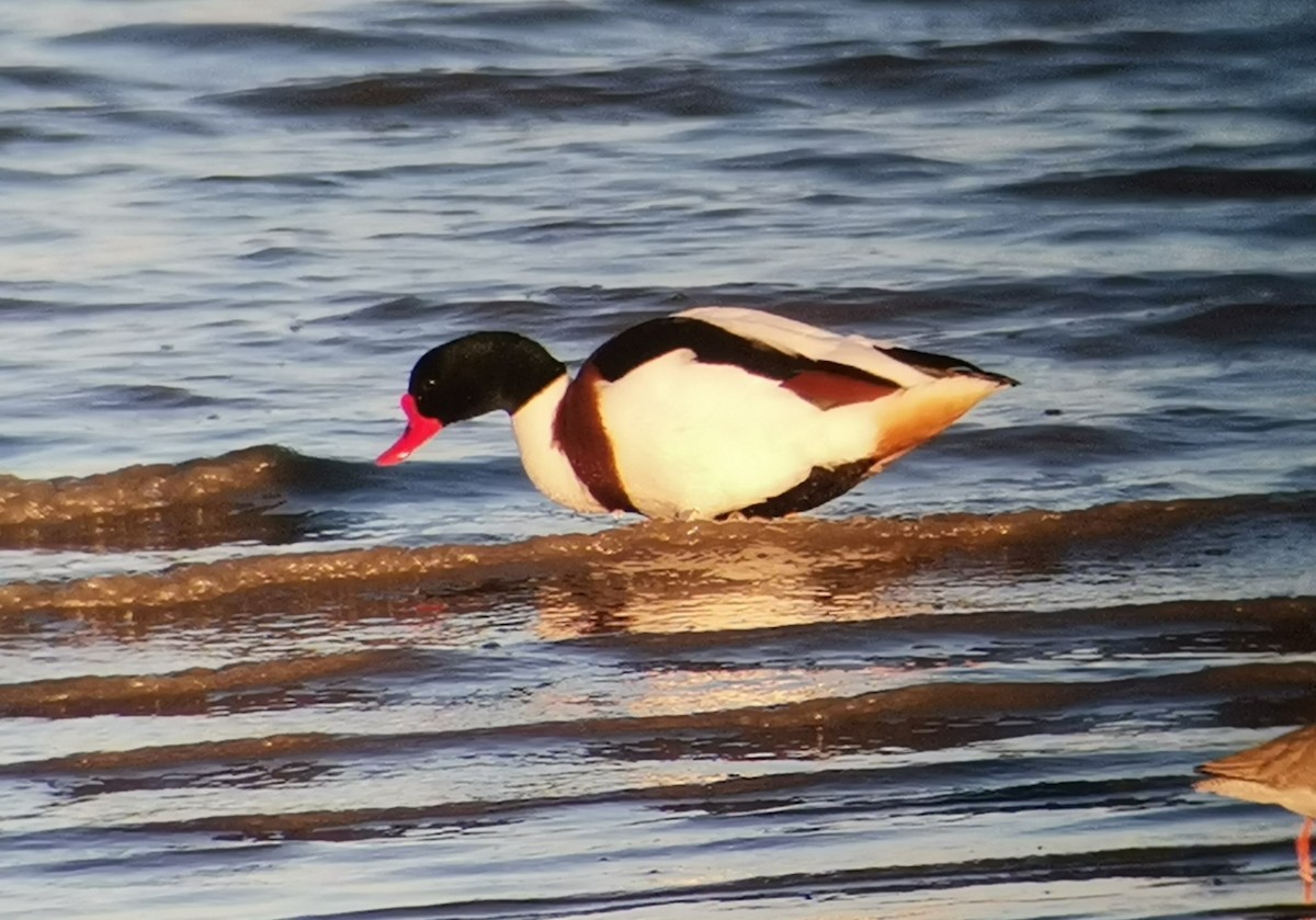 Common Shelduck - ML409575091