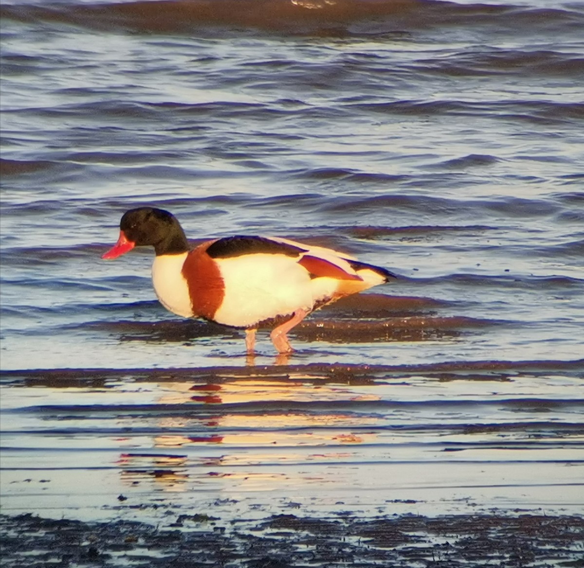 Common Shelduck - ML409575141