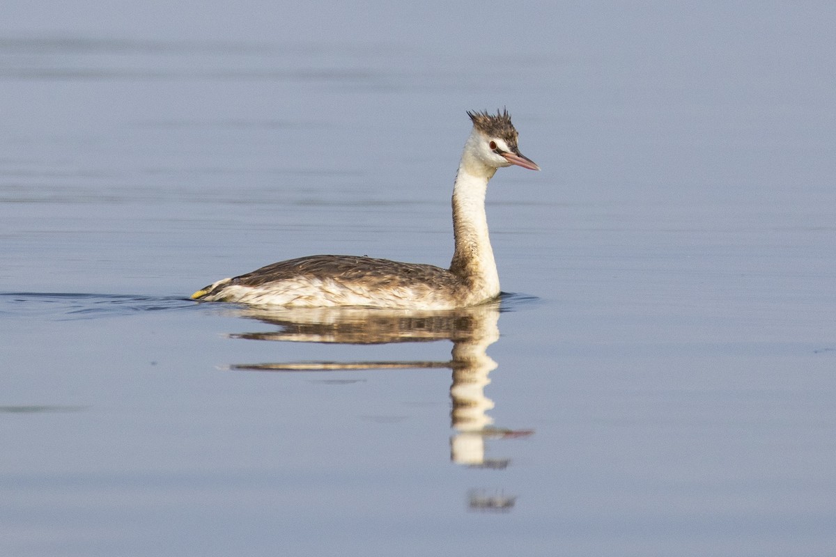Great Crested Grebe - ML409575181