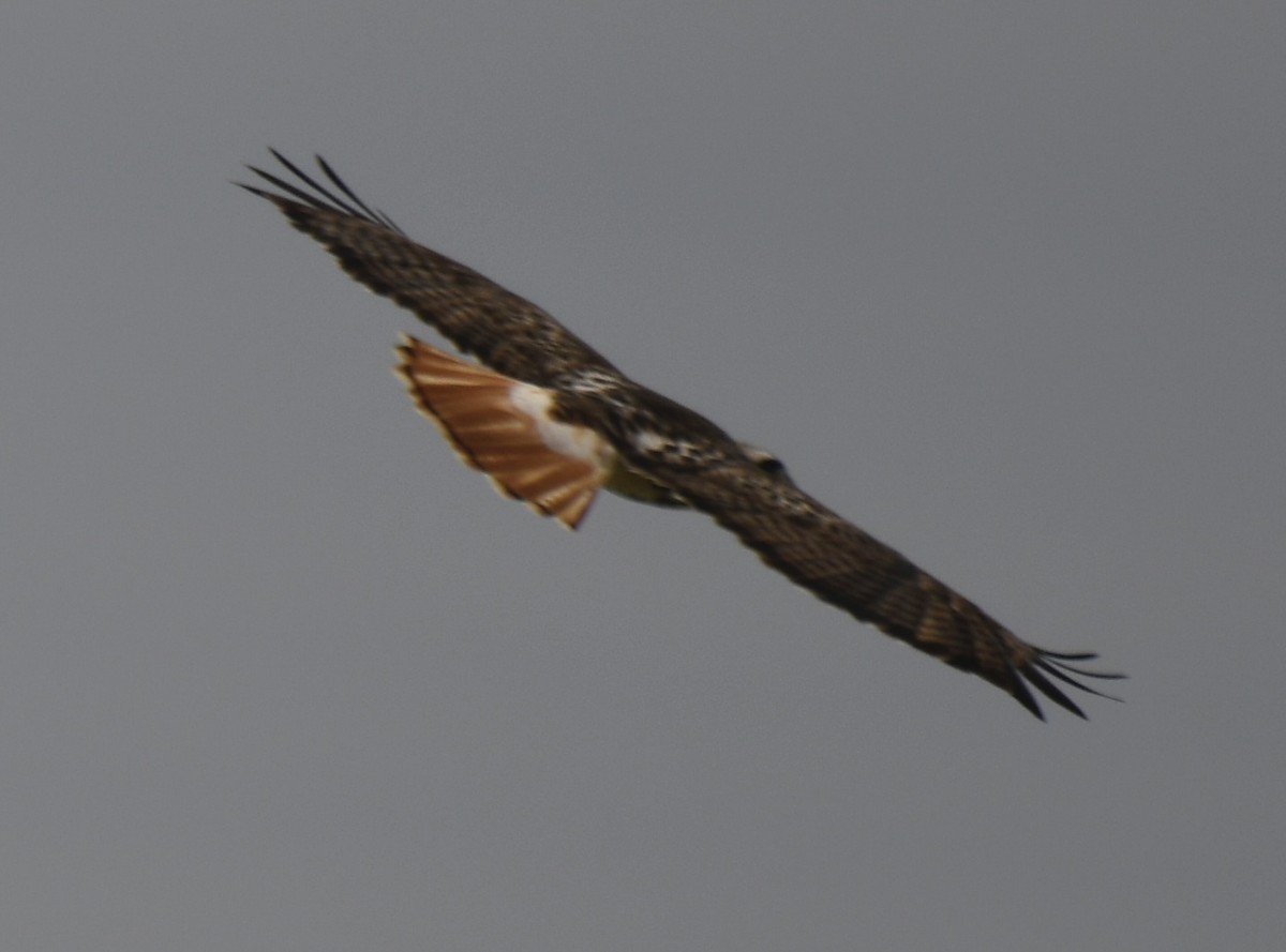 Red-tailed Hawk - ML409575191