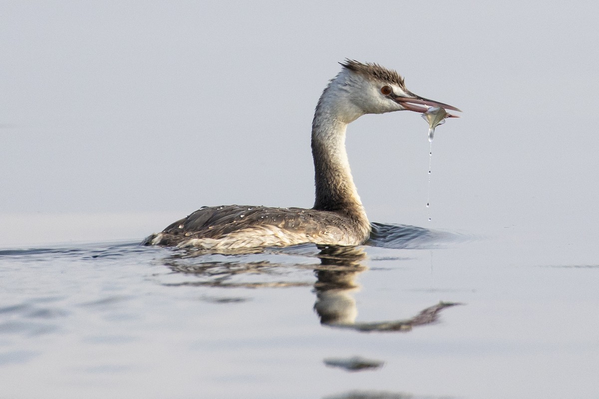 Great Crested Grebe - ML409575221