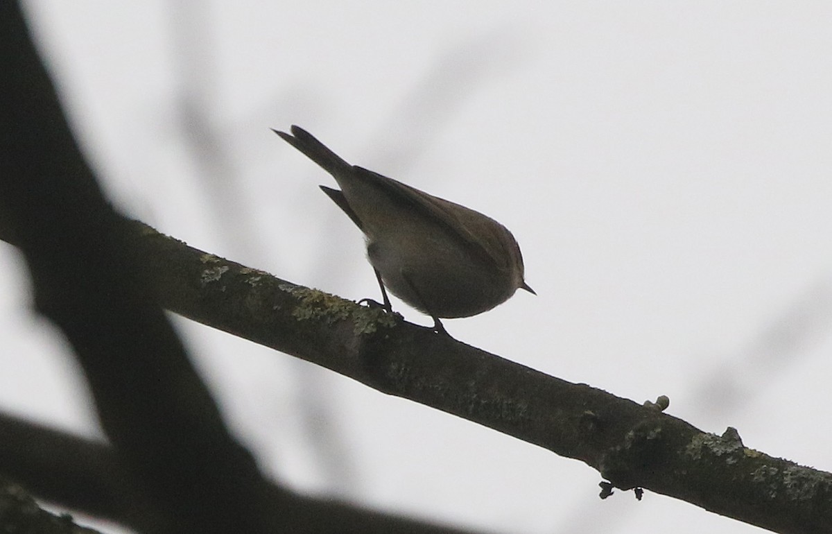 Common Chiffchaff (Siberian) - ML409575721