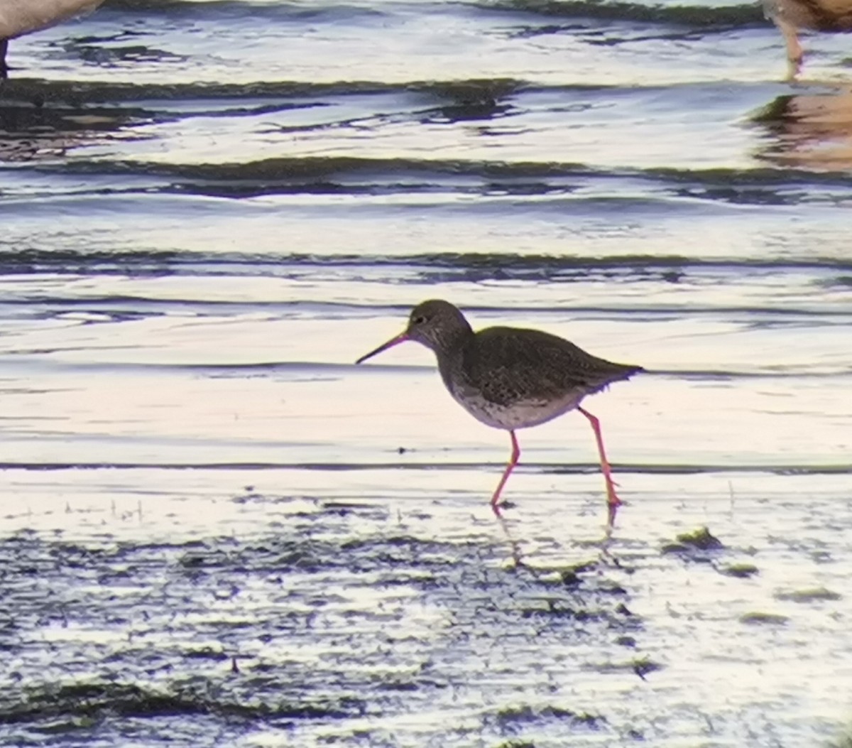 Common Redshank - ML409576021