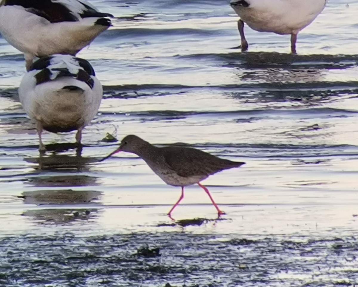 Common Redshank - ML409576031