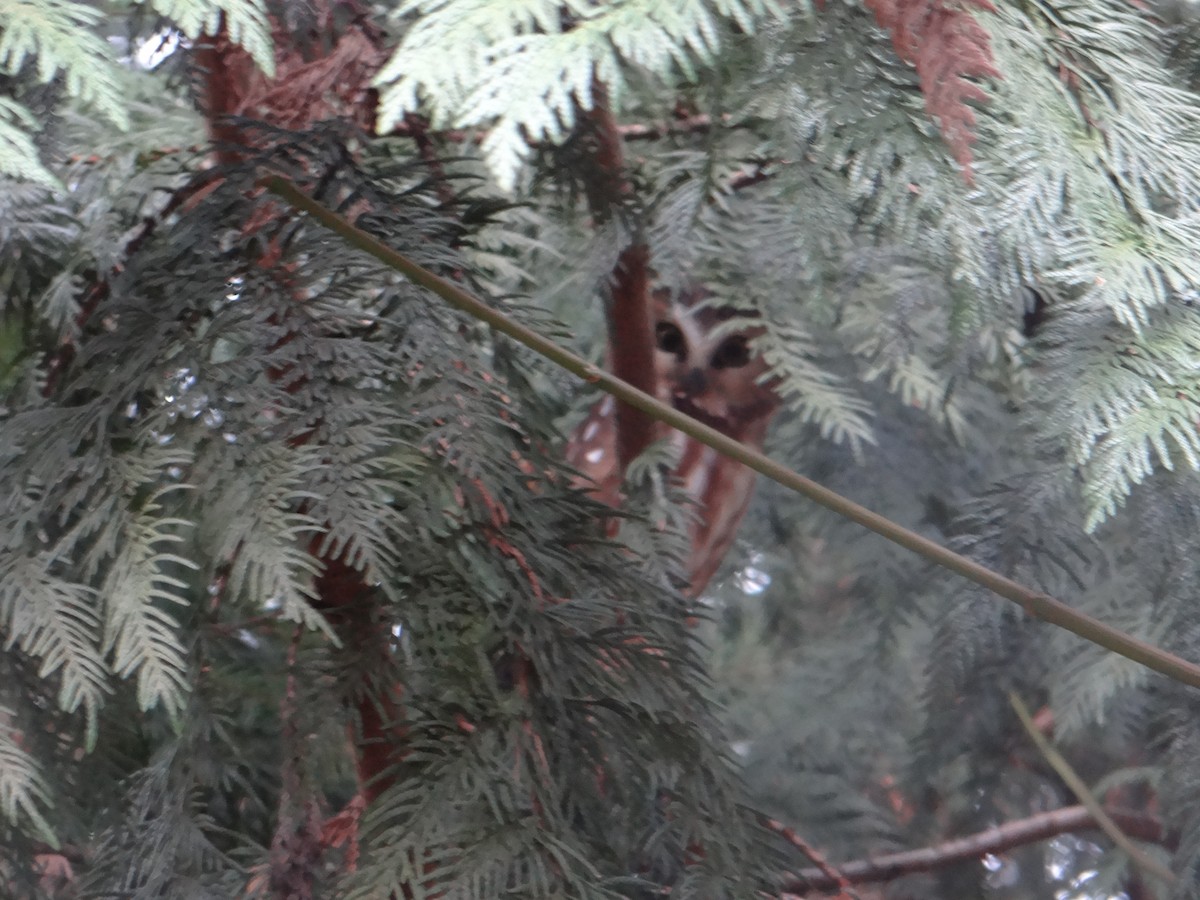 Northern Saw-whet Owl - ML409576451