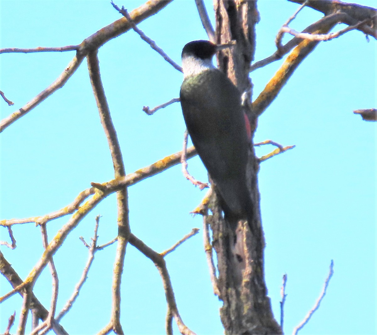 Lewis's Woodpecker - Sami LaRocca