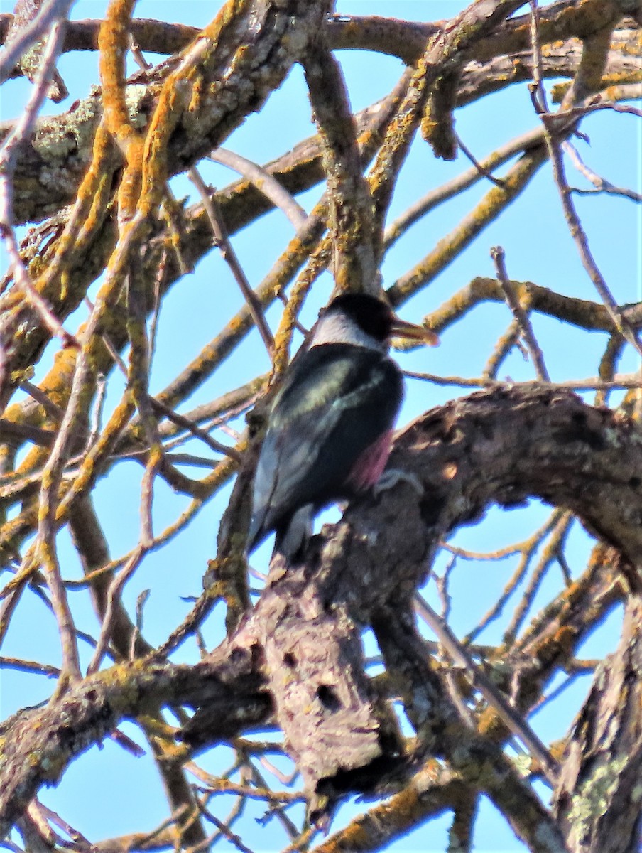 Lewis's Woodpecker - Sami LaRocca