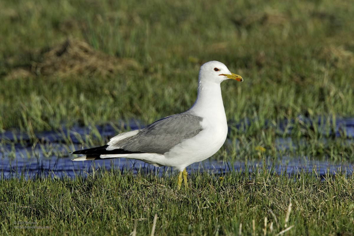 Gaviota Californiana - ML409579851